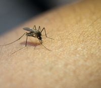 Denuncian que Gobierno nacional traba investigaciones del dengue